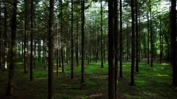 바라보는 전나무와 소나무 사이를 잎으로 뒤덮인 쓰러진 나뭇가지 그리고 이비치는 — 비디오