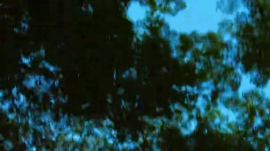 Yaprakların altındaki ormandan geçerek. Mavi gökyüzü arka planı. Yaprakların altında yavaş çekim için 59.94 fps çekilir.