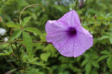 Saha yosunu (lat. Konvolvulus arvensis). Ipomoea sonbahar bahçesinde, renkli çiçekler Ipomoea yakın.