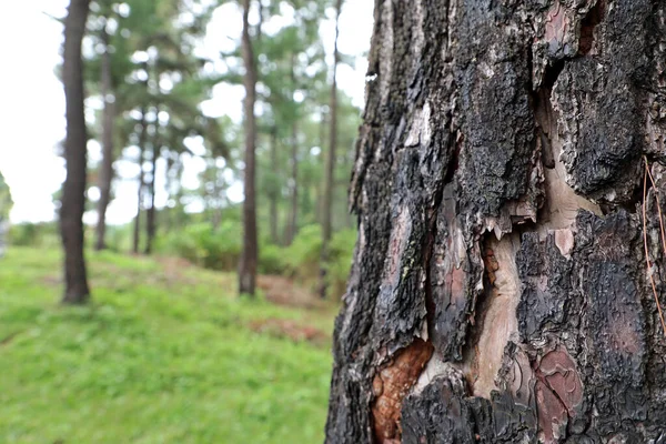 Ormandaki bir çam ağacının gövdesine yakın.
