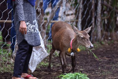 Endonezya 'da bir çayırda geyik otluyor.