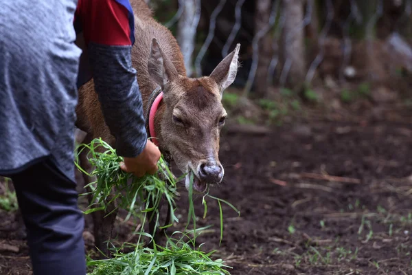 Endonezya 'da bir çayırda geyik otluyor.