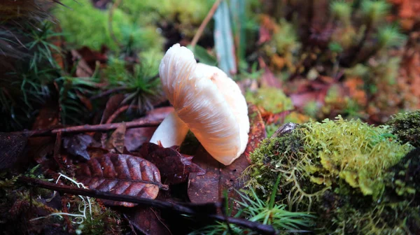 Pilzart Mitten Wald — Stockfoto