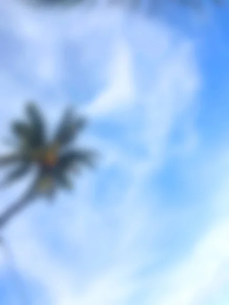 Blur Portrait Image Coconut Tree Backdrop Sky — Stock Photo, Image