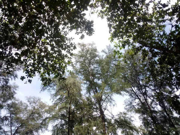 Bäume Wald Mit Himmelshintergrund — Stockfoto