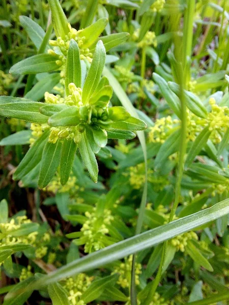 Folhas Verdes Uma Fábrica Jardim — Fotografia de Stock