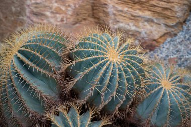 Fıçı kaktüsü, kaya bahçesinde yuvarlak şekilli ve keskin dikenli büyük sulu bitkiler yığını. (Ferocactus)