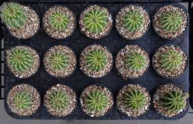 Echinopsis kaktüsü, yuvarlak şekilli küçük yeşil sulu bitkiler ve siyah saksıda keskin dikenler. Satılık üreme.