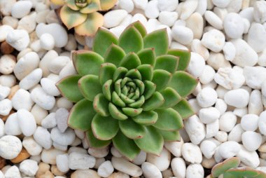 Bahçede beyaz kaya süslemeleri bulunan yeşil sulu bitkilere (Echeveria elegans) yakın çekim.