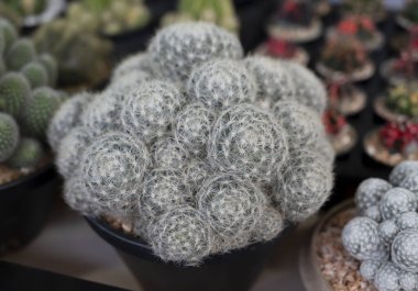 Bir grup kaktüs, sulu bitkiler (mammillaria geminispina) beyaz dikenli ve beyaz dikenli.