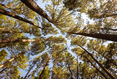 Tayland 'ın Chiang Mai kışında yeşil yapraklı çam ormanının alçak açısı..