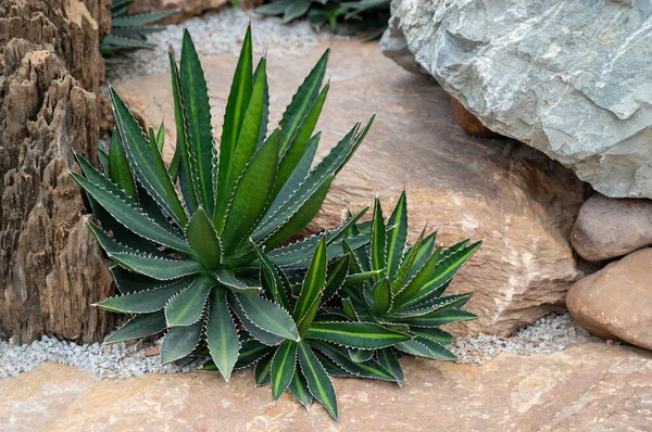 Green agave plant with pointed leaf and white thorns in the rock garden that decorates with pebbles.