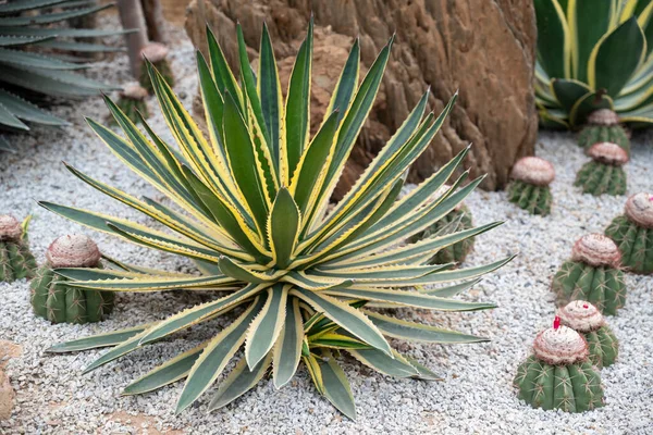 Green-yellow agave plant with pointed leaf and thorns in the rock garden that decorates with white pebbles.