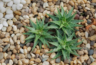 Bir grup Haworthia, kayalık bahçeyi süslemek için sulu bitkiler..