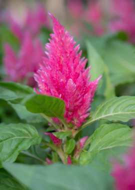 Bahçede açan canlı pembe Celosia çiçeklerinin yakın çekimi. (Yün çiçekleri), Dikey fotoğraf.