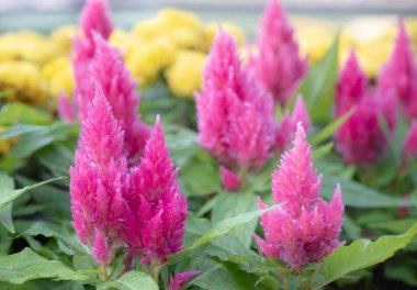 Bahçede açan canlı pembe Celosia çiçeklerinin doğal arka planı. (Yünlü çiçekler)