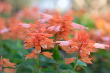 Salvia somonunun doğal arka planı, bahçede açan portakal çiçekleri, arka plan için yumuşak ışık bokeh.