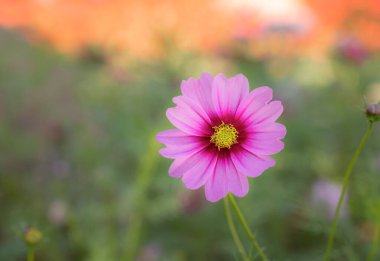 Kozmos sülfürünün yakın çekimi, tatlı pembe kozmos çiçekleri bahçede çiçek açıyor, arka planda hafif bir ışık var..