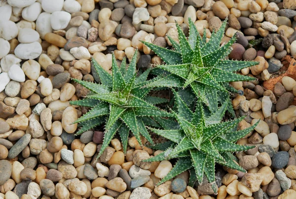 Eine Gruppe Von Haworthia Sukkulenten Zur Dekoration Steingarten — Stockfoto