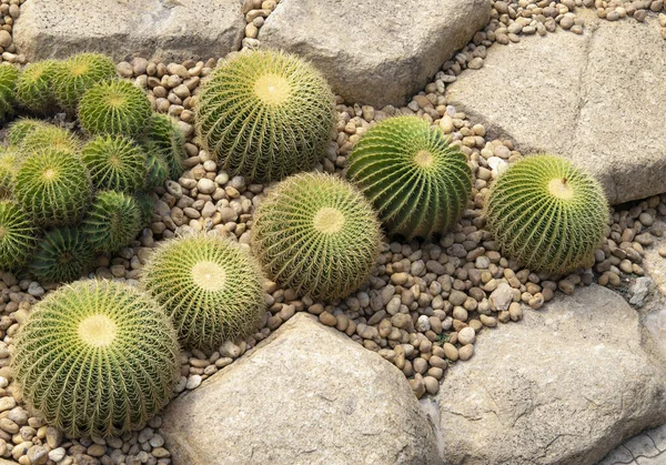 Cactus Palla Oro Echinocactus Cactus Barile Succulento Cactus Decorazione Nel — Foto Stock