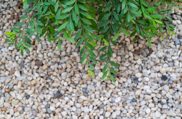 白い小石とテキストの背景のためのコピースペースを持つ庭の小さな緑の葉の自然な背景 緑の葉の上に組成を設定し 選択的フォーカス — ストック写真