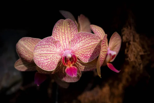 Close Phalaenopsis Orquídea Flores Amarelas Híbridas Com Listras Vermelhas Florescendo — Fotografia de Stock