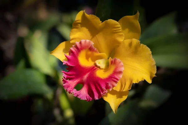 カトレア蘭のクローズアップ 濃い背景に大きな黄色と赤の花を咲かせ 活気づきました — ストック写真