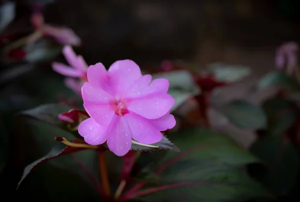 ニューギニアのクローズアップインパシデンツ 濃い背景に甘いピンクの花が咲いています — ストック写真