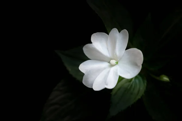 ニューギニアのクローズアップインパシエンス テキストのためのコピースペースを持つ暗い背景に純白の花が咲いています — ストック写真