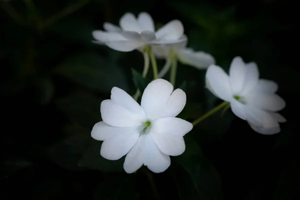 Guinea Közelkép Türelmetlenség Tiszta Fehér Virágok Virágzik Sötétzöld Háttér Matrica — Stock Fotó