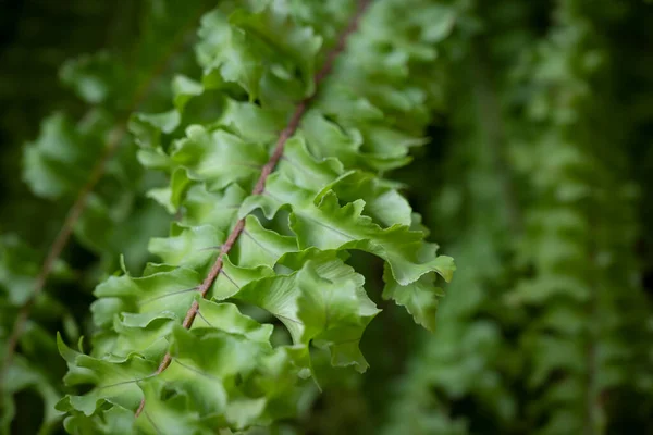 らせん状の緑のシダの自然背景は 自然の柔らかい光の中で葉します 選択的かつソフトフォーカス — ストック写真