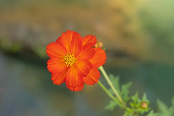 Close Cosmos Sulfúrico Flor Cosmos Laranja Vibrante Florescendo Jardim Com — Fotografia de Stock