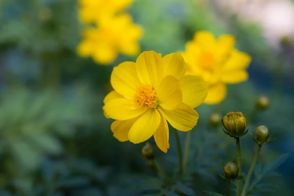 宇宙硫磺的天然背景 黄色的宇宙花朵盛开在绿色背景的花园里 — 图库照片