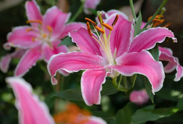 大きなユリのクローズアップ 庭に芳香のある香りのある花を咲かせる甘いピンクのユリの花花束と柔らかい朝の日差し — ストック写真