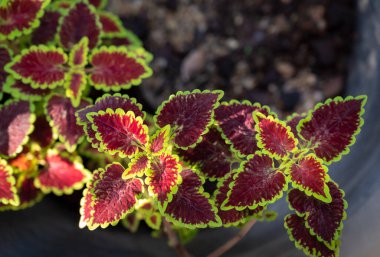 Coleus 'a yakın çekim, parlak kırmızı ve yeşil yapraklar, tropikal bahçede koyu bir arka planda güneş ışığı. Metin için alanı kopyala.