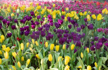 Renkli lalelerin doğal arka planı, yumuşak sabah güneşinde güzel çiçekler ve bahçede sis..