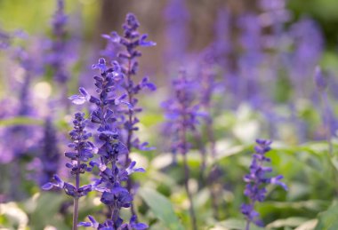 Mor Angelonia çiçeklerinin seçici odağı bulanık arka planda bahçede doğal yumuşak güneş ışığıyla çiçek açıyor..