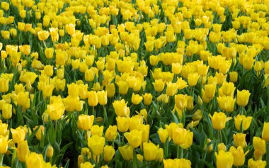 Sarı lalelerin doğal arka planı. Bahçede açan çiçekler. Sabah güneşiyle birlikte..