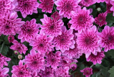 Tropikal bahçede açan canlı pembe kasımpatı çiçeklerinin doğal arka planı.