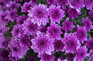 Çiçekli pembe kasımpatı çiçekleri tropik bahçede çiçek açıyor. Çiçek deseni.