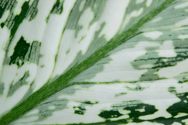 Vena Hoja Primer Plano Hermosa Hoja Verde Blanca Con Líneas —  Fotos de Stock