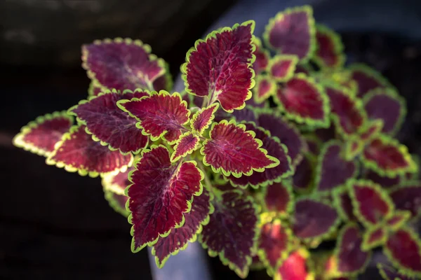 Close Coleus Folhas Vermelhas Verdes Vibrantes Com Luz Solar Natural — Fotografia de Stock