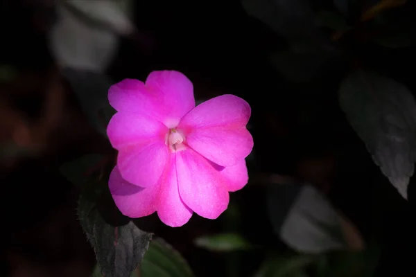 ニューギニアのクローズアップインパシエンス 濃い背景に太陽の光で甘いピンクの花が咲いています — ストック写真