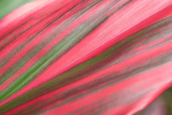 Mise Point Douce Cordyline Fruticosa Belles Feuilles Rouge Vert Avec — Photo