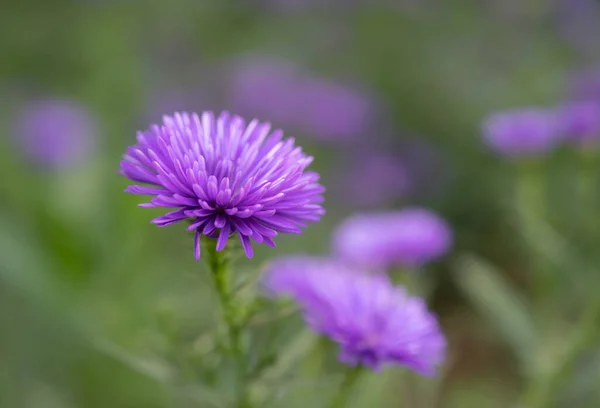 Primo Piano Fiori Viola Aster Sono Fiore Con Luce Naturale — Foto Stock