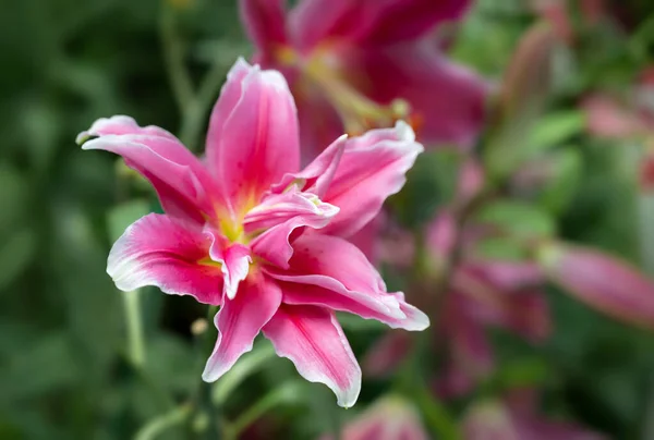 朝の庭には花弁が螺旋状で芳香のあるピンクの百合の花が咲きます — ストック写真
