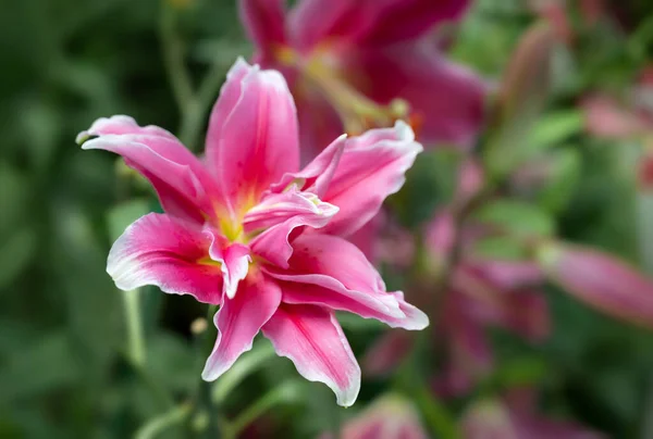 朝の庭には花弁が螺旋状で芳香のあるピンクの百合の花が咲きます — ストック写真