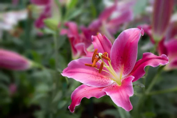 大きなユリのクローズアップ 香り豊かな香りのある鮮やかなピンクのユリの花花束が朝の庭に咲いています — ストック写真