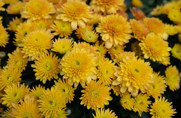 Naturalne Tło Chryzantemy Selektywne Skupienie Żywych Żółtych Kwiatów Kwitnących Tropikalnym — Zdjęcie stockowe
