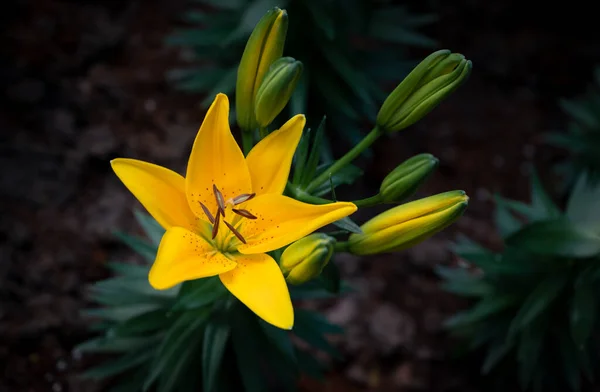 濃い緑色の背景の庭には 香りのある黄色のユリの花花束のクローズアップが咲いています — ストック写真